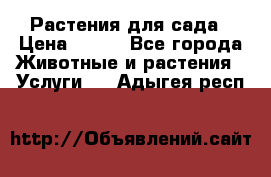 Растения для сада › Цена ­ 200 - Все города Животные и растения » Услуги   . Адыгея респ.